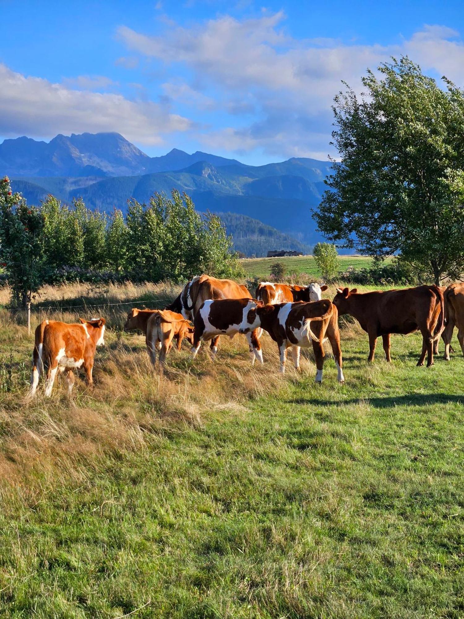 Goralska Chatka 2 Highland Cottage - Split Ac, Jacuzzi, Sauna, Private Parking, Mountains View, Garden, Zakopane Eksteriør bilde
